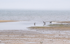 AUTHIE Anne-Lise, Jour de brouillard, couleur , paysages