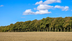 PARENT_Benoit, arbres en lisière de forêt, couleur , paysages