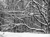 WINTERHALTER Elizabeth, Branches sous la neige, monochrome, paysages