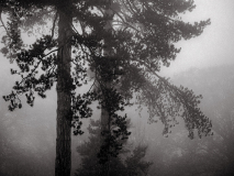 WINTERHALTER Elizabeth, Brumescence, monochrome, paysages