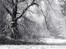 WINTERHALTER Elizabeth, Conte de Noël, monochrome, paysages