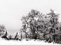 WINTERHALTER Elizabeth, L'autre champ, monochrome, paysages