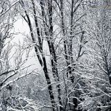 WINTERHALTER Elizabeth, Lueur de neige, monochrome, paysages