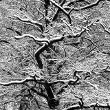 WINTERHALTER Elizabeth, Neiges et noeuds, monochrome, paysages