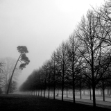 WINTERHALTER François, Allée des brumes, monochrome, street