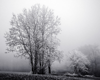 WINTERHALTER François, Arbres dans le givre, monochrome, paysages