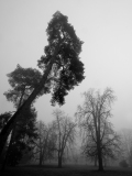 WINTERHALTER François, L'arbre, monochrome, paysages
