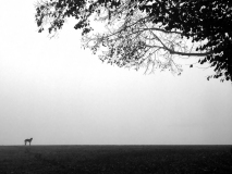 WINTERHALTER François, Le chien et l'arbre, monochrome, minimaliste