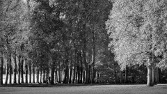 SCHOENTGEN Pierre-André Au parc monochrome