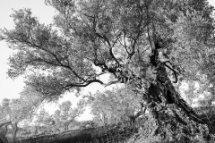 SCHOENTGEN Pierre-André Olivier 1 monochrome