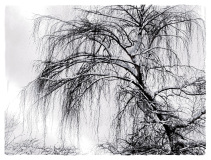 WINTERHALTER Elizabeth Lueur de neige monochrome