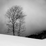 WINTERHALTER François Arbre en hiver monochrome