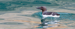 REMOADI_Albert_Guillemot-de-Troil