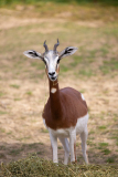 AMOZOQUEÑO Camilo, Antilope, couleur, animalier