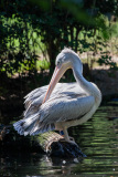 AMOZOQUENO-Camilo_Pelican