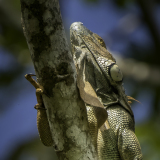 Le Bourhis Josette, iguane, couleur, animalier