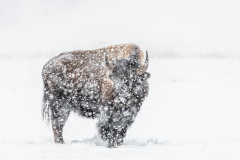 VIX Charles, bison, couleur, nature