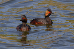 CAILLIEZ-Didier, Grèbes à cou noir, couleur, animalier