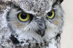 CAILLIEZ-Didier, Hibou, couleur, animalier