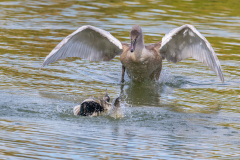 AUTHIE Anne-Lise, Affirmation du jeune cygne, couleur, animalier
