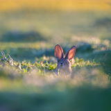 AUTHIE Anne-Lise, Deux oreilles, couleur, nature
