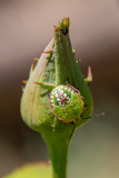 CAILLIEZ Didier, Punaise verte, couleur, nature