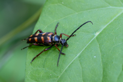 CHABOD Luc, Lepture abeille, couleur, proxy