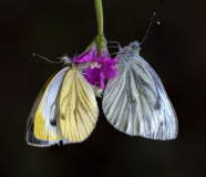 CHABOD Luc, Papillons hot 2, couleur, macrophotographie