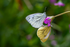 CHABOD Luc, Paptillons hot, couleur, macrophotographie