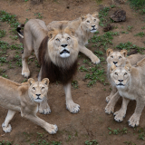 CHABOD Luc, L'attente, couleur, animalier