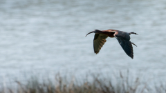FEDERLE Didier, Ibis Jetfighter, couleur, nature