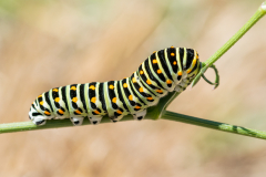 Lever Françoise, Chenille de machaon1, couleur, proxy