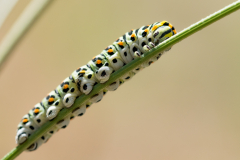 Lever Françoise, Chenille de machaon2, couleur, proxy