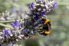 LORRE Arnaud, Abeille-1, couleur, animalier