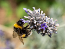 LORRE Arnaud, Abeille-2, couleur, animalier
