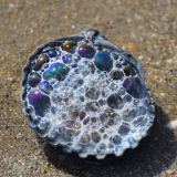 Le Bourhis Josette, Bulles dans coquille, couleur, nature