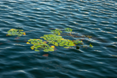 Le Bourhis Josette, Feuilles Skadar, couleur, nature