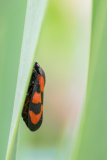Lever Françoise, cercopte sanguin, couleur, animalier