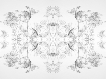 Lever Françoise, Berce du Caucase miroir, monochrome, nature