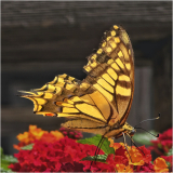 PARENT Benoit, Papillon, couleur, animalier