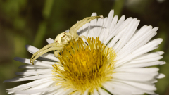 REMOADI Albert, A l'affut, couleur, macrophotographie