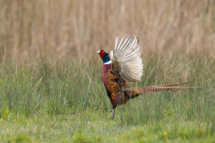 REMOADI Albert, Chant du coq, couleur, animalier