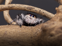 RADIGUET Vincent, Phidippus regius de Floride, couleur, macrophotographie