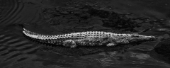 Vix Charles, Crocodile, monochrome, animalier