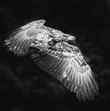 Vix Charles, Pygargue, monochrome, animalier