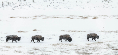 VIX Charles, bison, couleur, nature