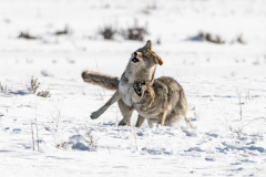 VIX Charles, coyote, couleur, nature