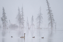 VIX Charles, cygne_,brume, couleur, nature