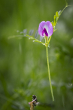conan serge, Petite bête, couleur, proxy
