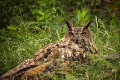 Camilo Amozoqueño, Je te regarde, couleur ,  animalier